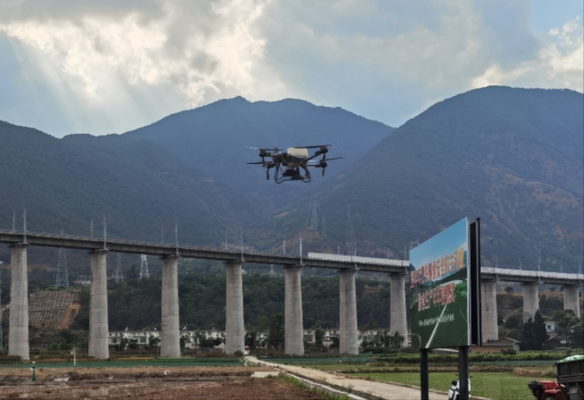 德昌縣糧經復合產業園超高產示范基地首次嘗試用無人機施肥現場。德昌縣委宣傳部供圖