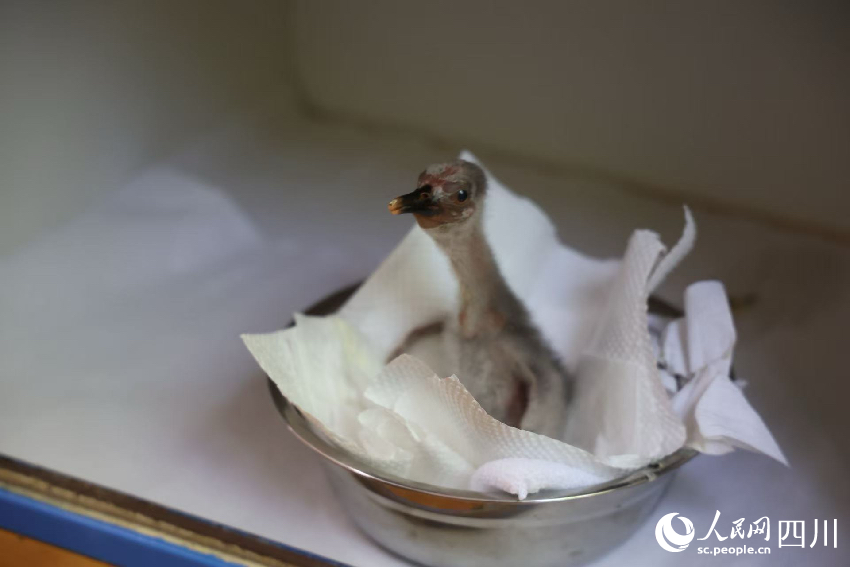 沐川縣繁育中心的朱鹮。鄒松嶺攝