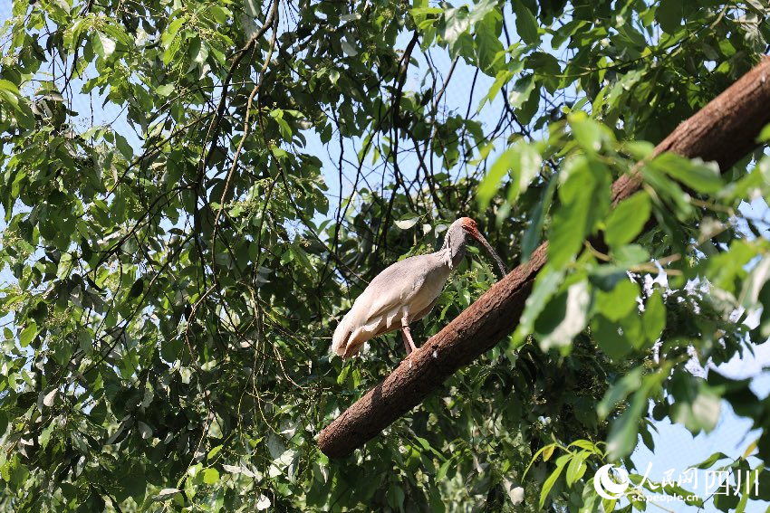 沐川縣繁育中心的朱鹮。鄒松嶺攝