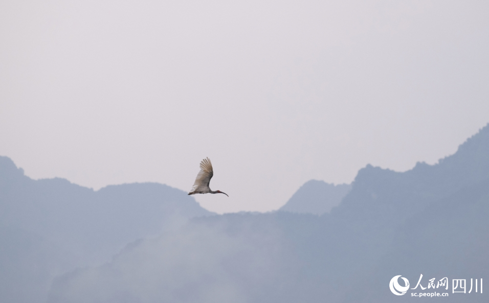 放飛的朱鹮。人民網記者 朱虹攝