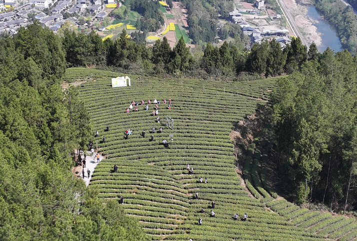 春暖花開季，到廣元游大美蜀道、品廣元好茶