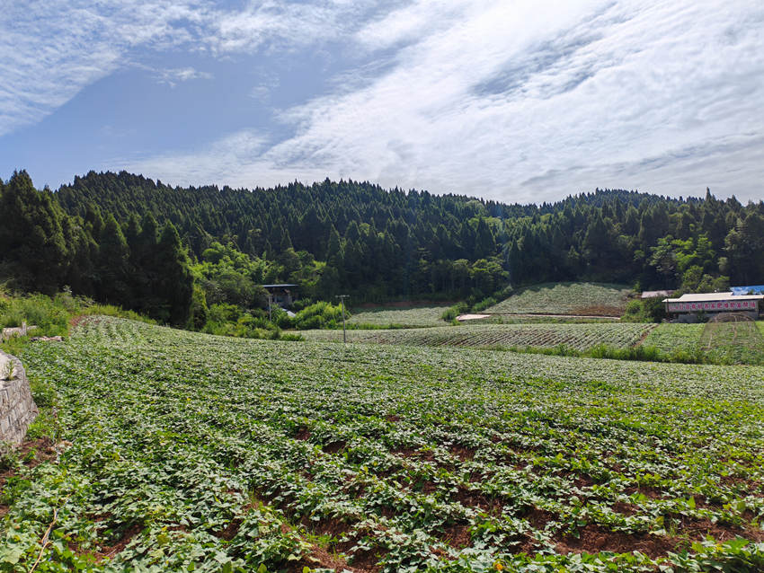 安居永豐綠色五二四紅苕專業合作社“524”紅苕種植基地。受訪者供圖