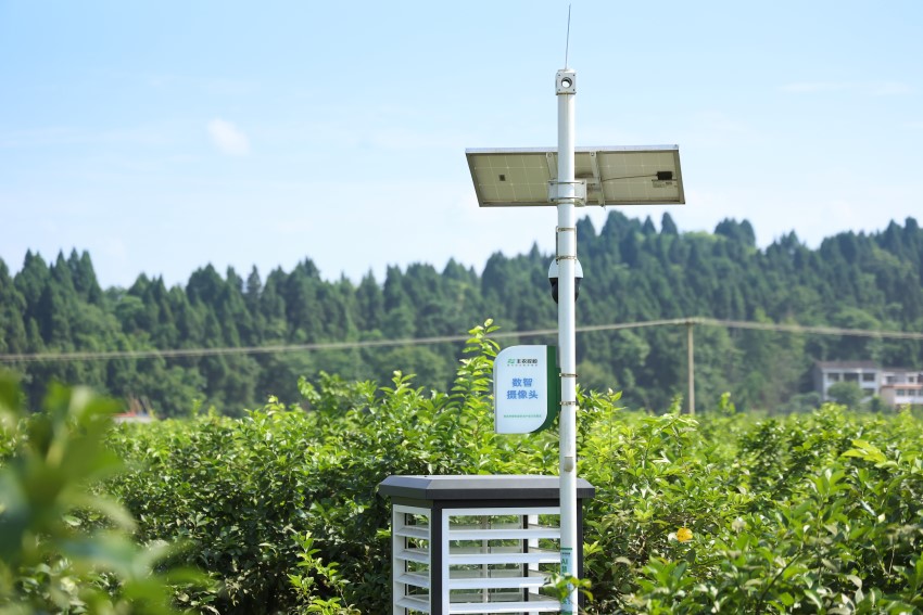 安岳縣國家現代農業（檸檬）產業園數智攝像頭。豐農控股供圖