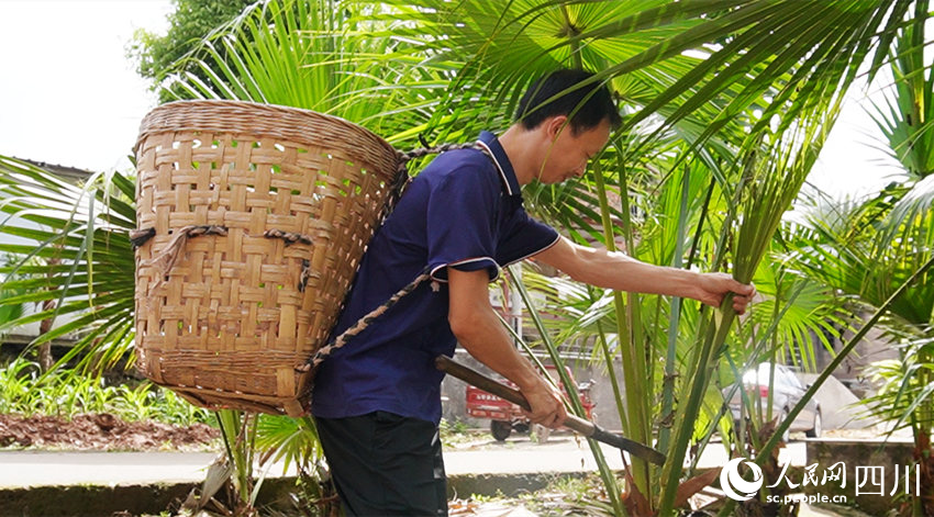 王利華在采集蒲葵葉。黃俊欽攝