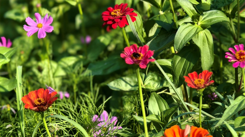 聯豐村街道旁，蜜蜂采花。實習生唐藝娟攝