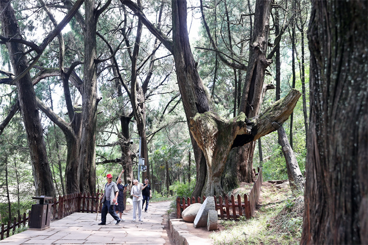 2024年7月，游客在翠云廊大柏樹灣參觀。廣元市融媒體中心供圖