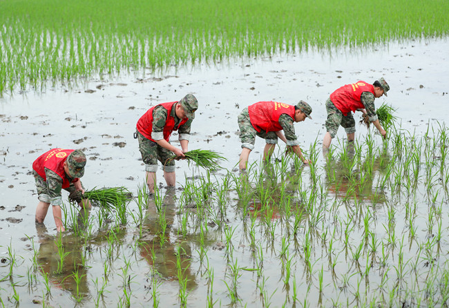 華鎣市“思源紅”退役軍人志愿服務隊幫助農戶完成了插秧。華鎣市退役軍人事務局供圖