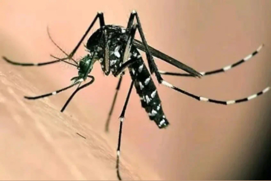 白紋伊蚊。汶川縣中醫醫院供圖