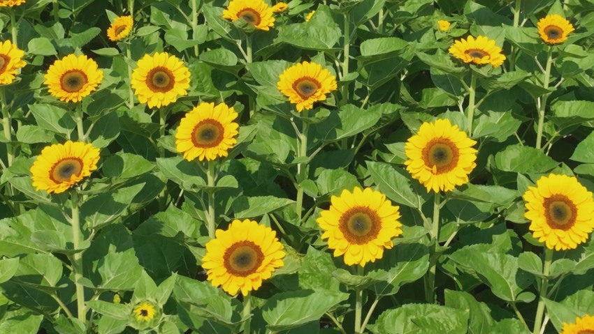 民主村60余畝向日葵燦爛盛放。德昌縣委宣傳部供圖