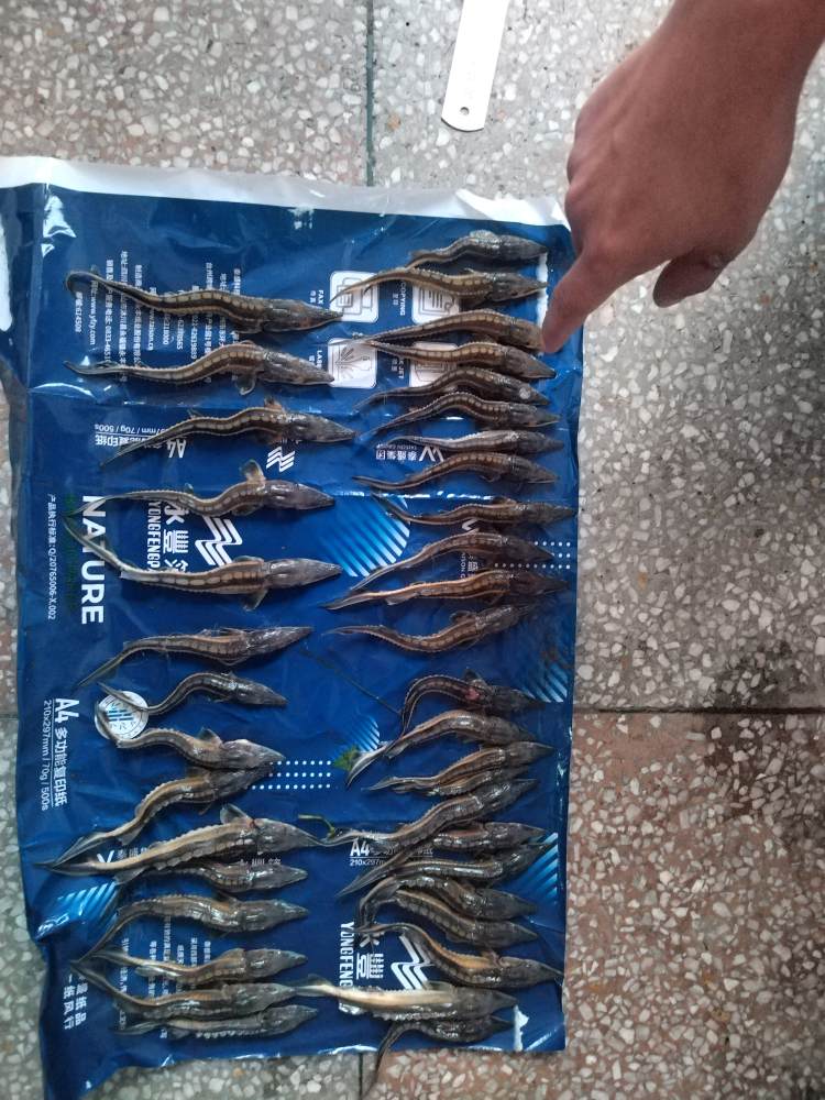 宜賓警方查獲的國家重點保護野生動物——長江鱘。四川公安供圖