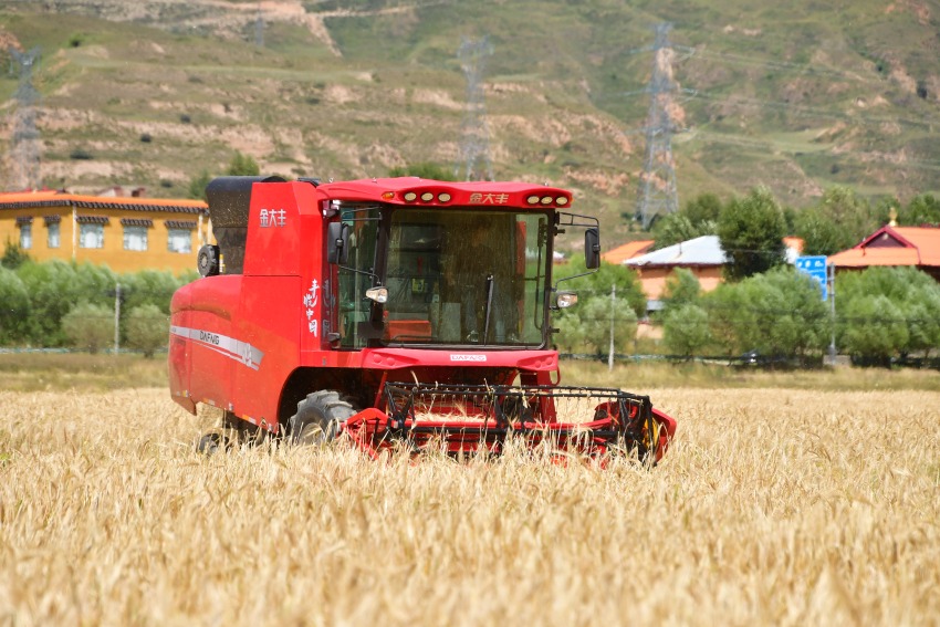 聯合收割機正在收割青稞。湯啟陽攝
