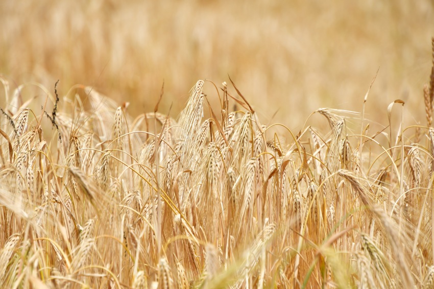 四川省甘孜縣成熟的青稞。湯啟陽攝