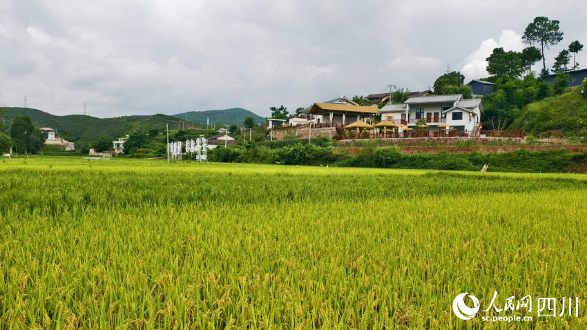 稻香中的姜州鎮中和村一角。人民網 趙祖樂攝