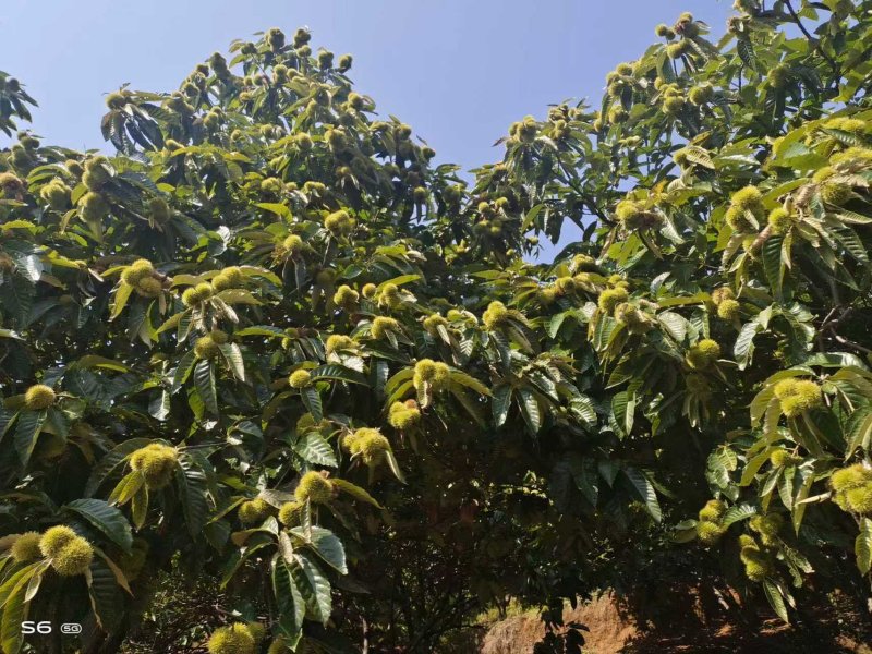 德昌板栗。張霖攝