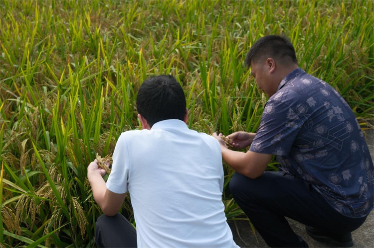蕨溪鎮農技人員正在查看今年稻谷的情況。敘州區融媒體中心供圖