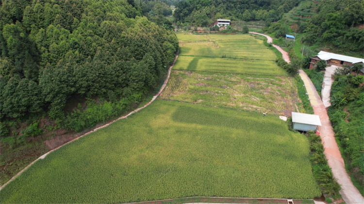 泥溪鎮收水稻航拍。敘州區融媒體中心供圖