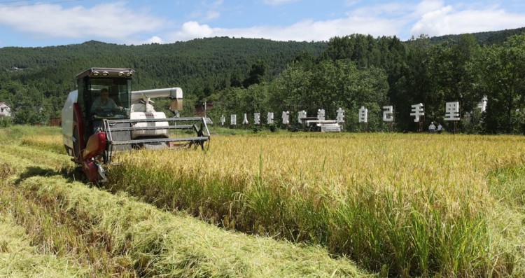 開展機械化收割。楊文波供圖