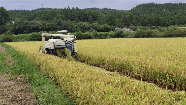 機械化收割稻谷。昭化區融媒體中心供圖