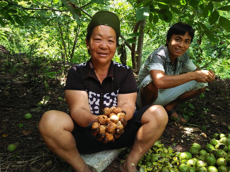 村民正在采收核桃。德昌縣委宣傳部供圖