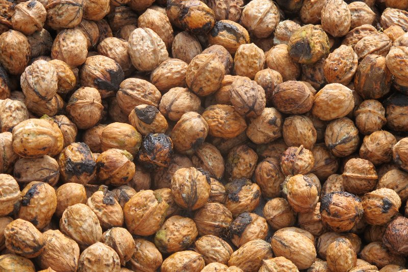 德昌核桃。德昌縣委宣傳部供圖