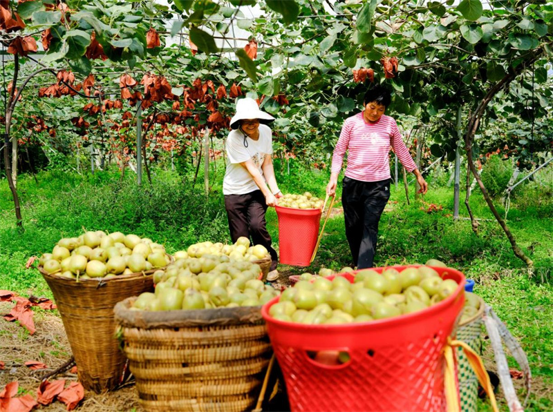 永寧鎮平蘭村金蘭園區獼猴桃迎來豐收季。趙洪文攝