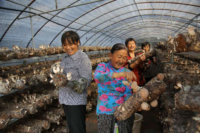 菇農采摘香菇。郭桂花供圖