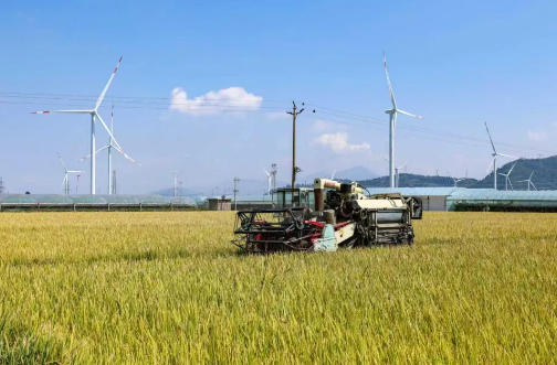 西昌：糧果滿倉 這張“豐收卷”你打幾分？西昌以科技賦能、模式創新，破解“靠天吃飯”難題，讓特色產業成為農民增收的“主引擎”。