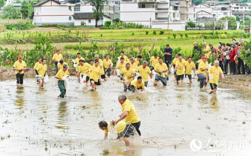農民們摸魚抓鴨。韓青化祎攝