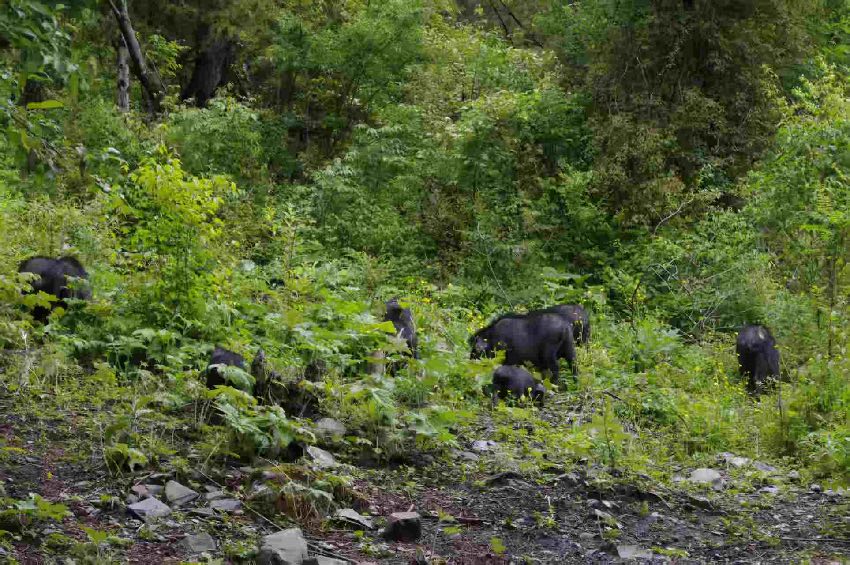 黑水縣色灣藏香豬。黑水縣農業農村水利和科技局供圖