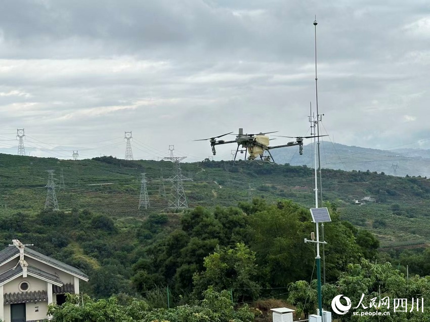 農用無人機在芒果林上噴灑農藥。實習生 張雨欣攝