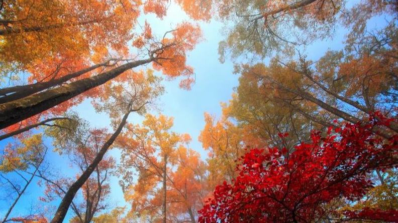 光霧山：不只看紅葉⑥ 紅葉醉韓溪 往事越千年