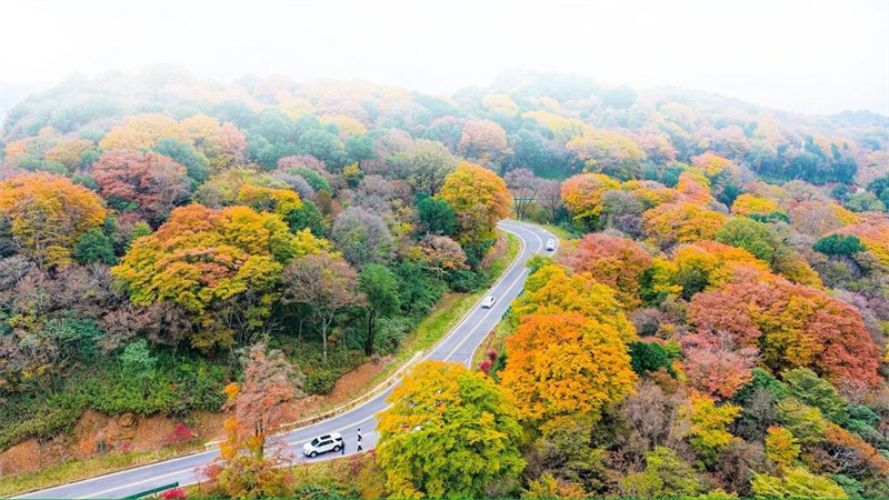 旺蒼紅葉。陳加普攝