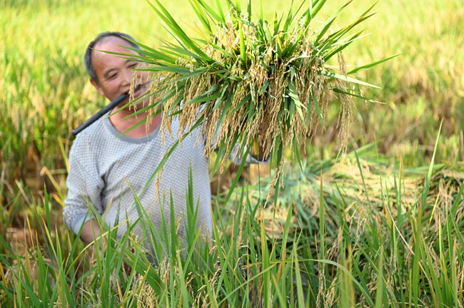 收割現場。榮縣融媒供圖