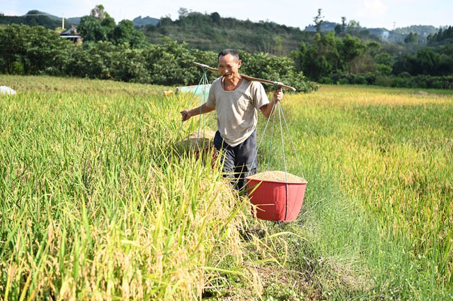 收割現場。榮縣融媒供圖