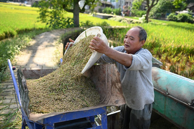 收割現場。榮縣融媒供圖