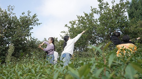 采摘油茶。徐振宇供圖