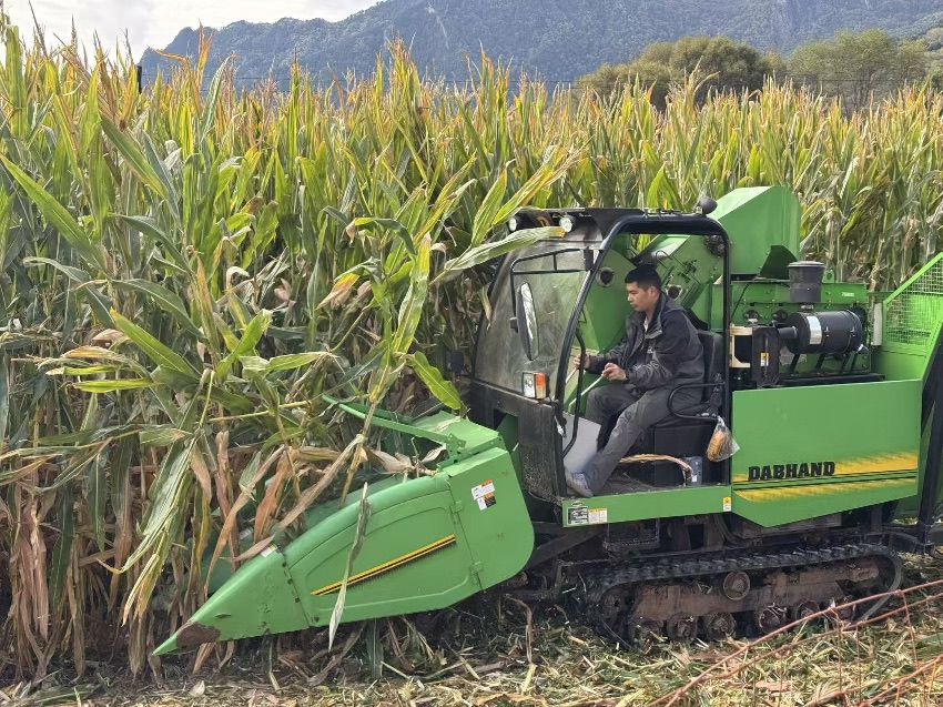豐收現場。丹巴縣委宣傳部供圖