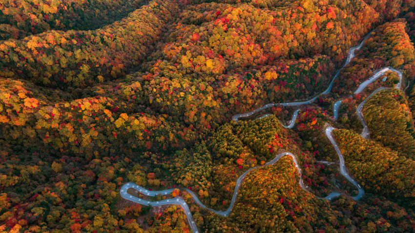 紅葉舞動天地間，瑰寶燦爛光霧山