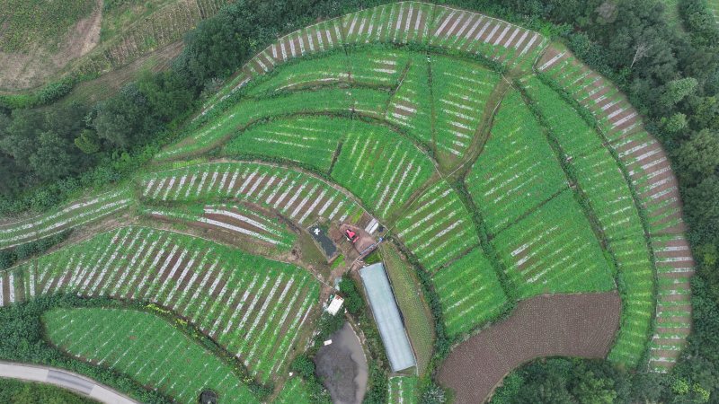 貝貝南瓜種植基地。閆凱攝