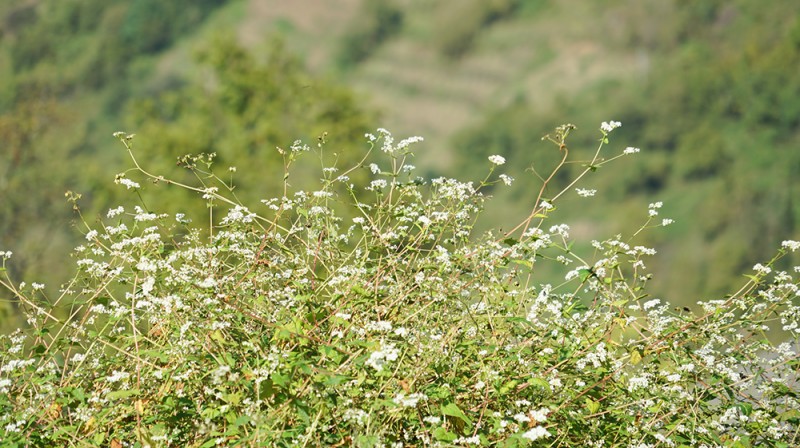 眉山村中草藥種植園。綿竹市融媒體中心供圖