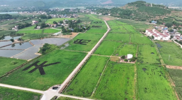 保和鎮馬蹄灣糧經復合現代農業園區。雁江區融媒體中心供圖