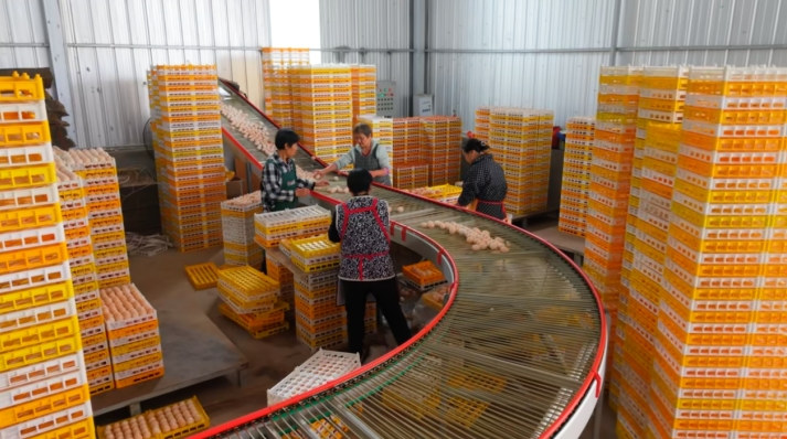 土香源牧業雞蛋分揀線。雁江區融媒體中心供圖