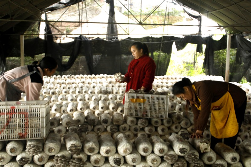 村民在大棚里采摘平菇。鄧凌雯攝