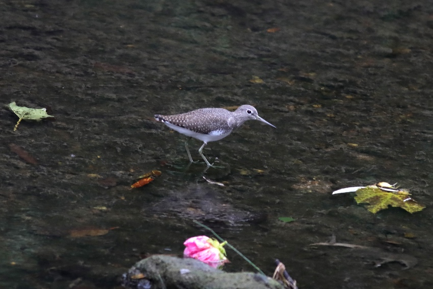 白腰草鷸。杜科攝