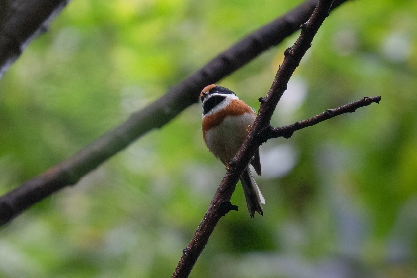 紅頭長尾山雀。余歡攝