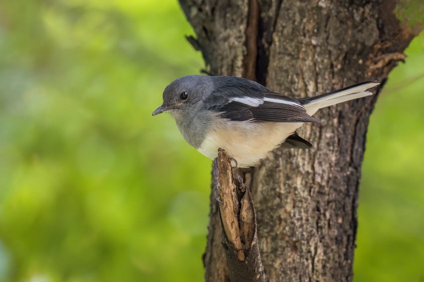 鵲鴝。余歡攝