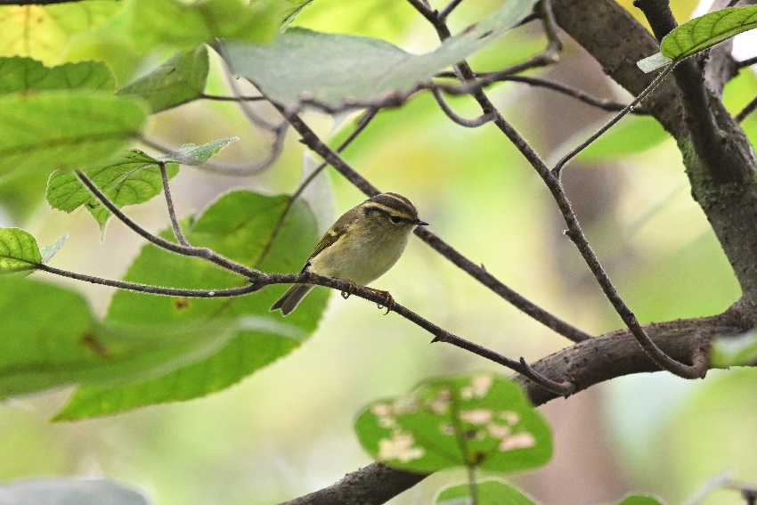 四川柳鶯。黃科攝