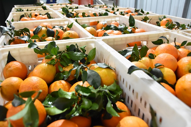 豐收的柑橘。榮縣融媒供圖