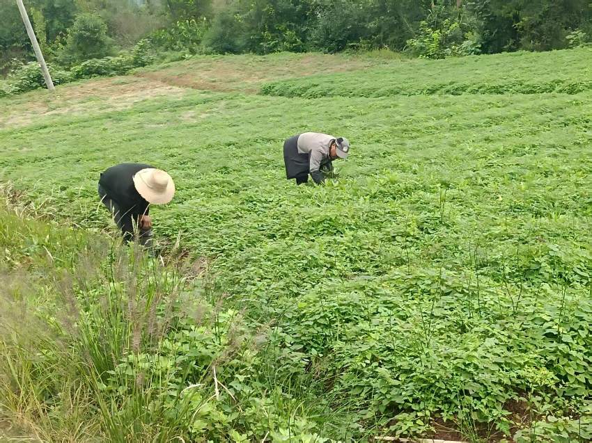 社區居民在藥材地里忙碌。閬中市煙草專賣局供圖