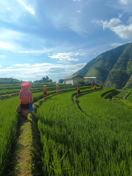 傈僳族村民迅游梯田。米易縣新山傈僳族鄉新山村委會供圖